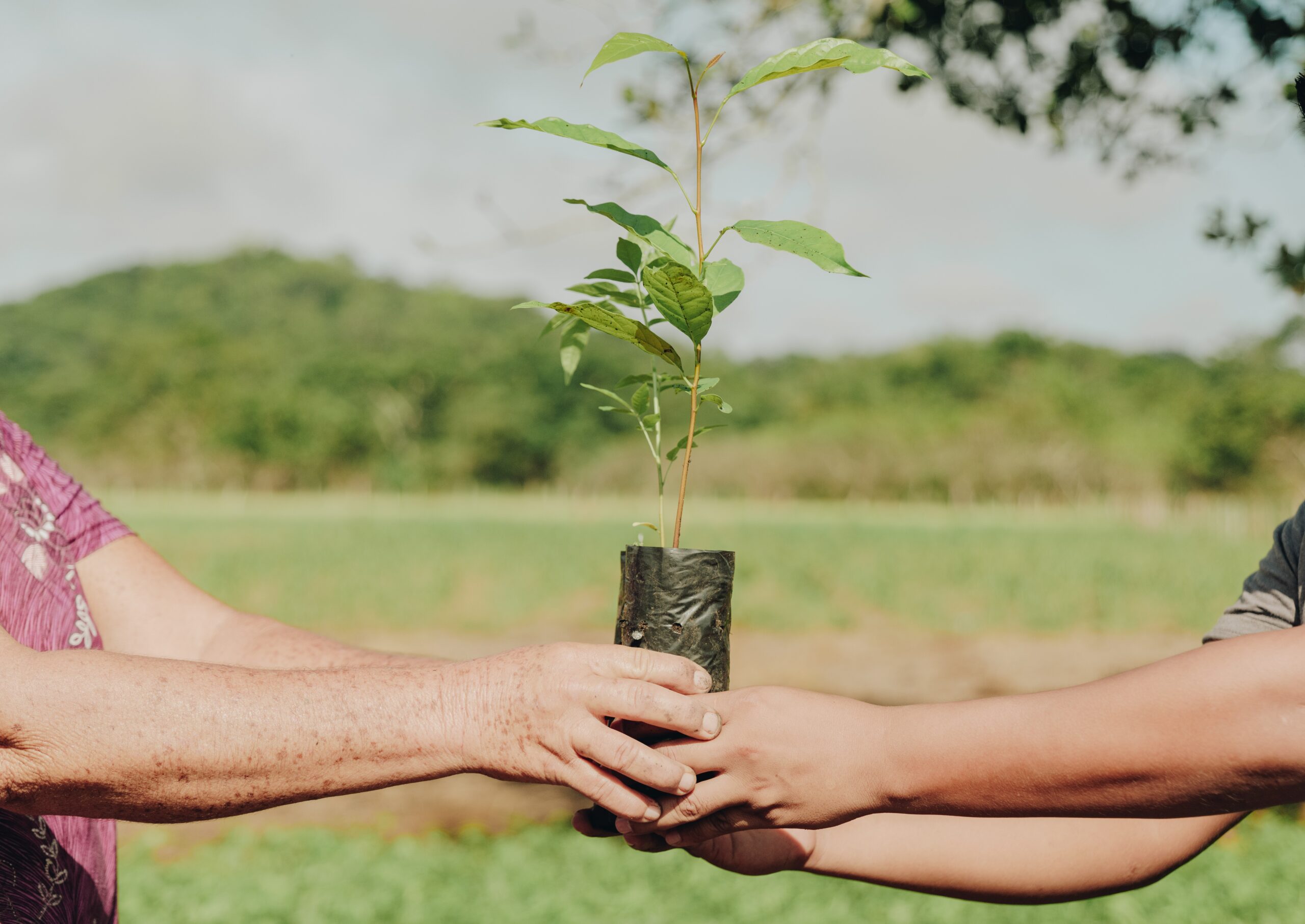 Acea Run Rome The Marathon runs towards sustainability.  With zeroCO2, the planting of 3 thousand tree